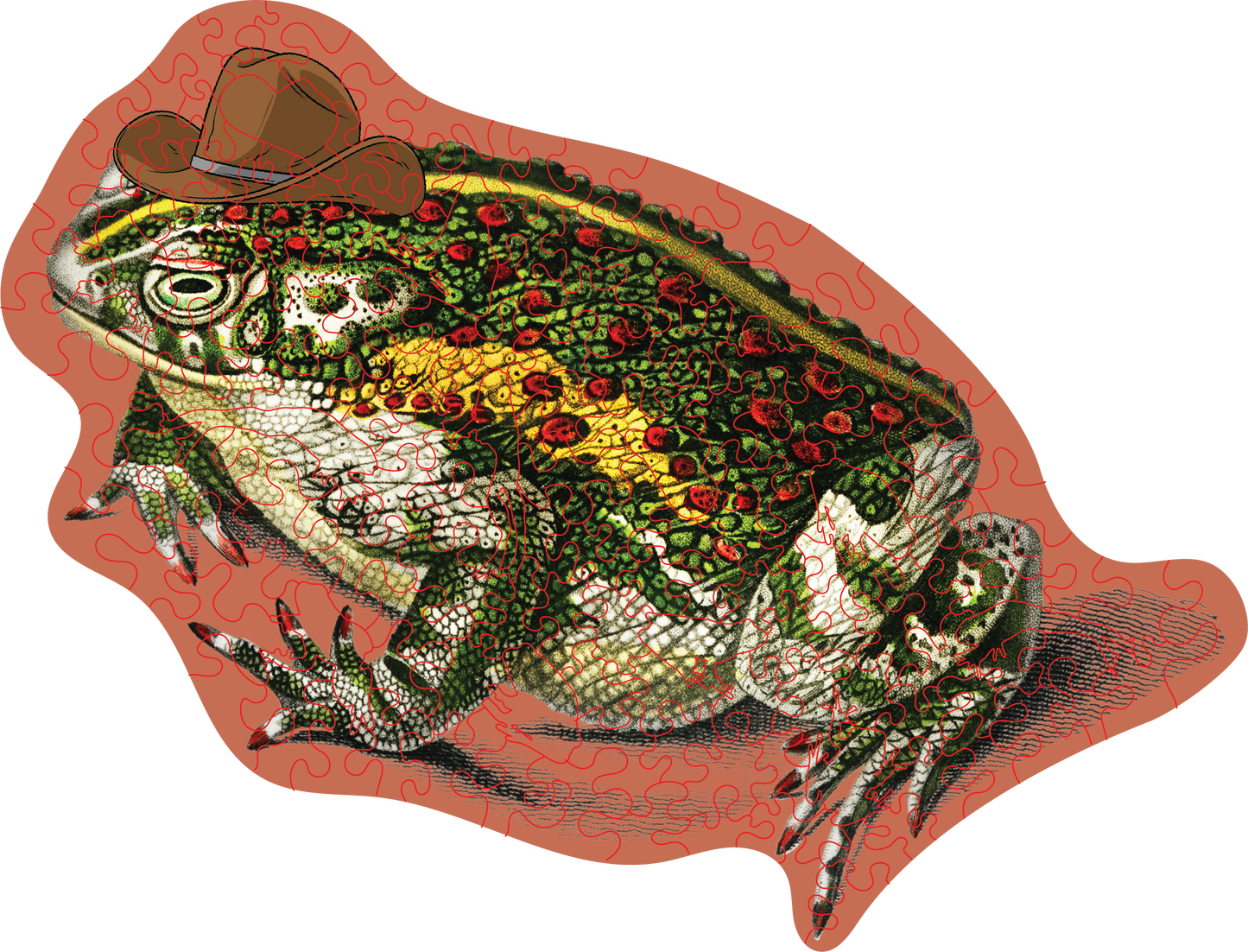 Cowboy Frog